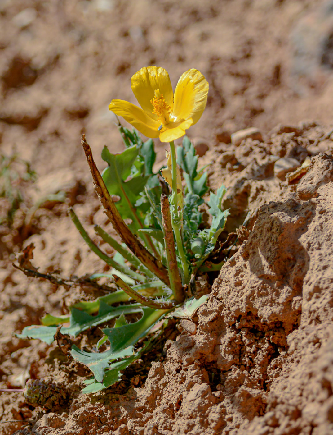 Image of Glaucium fimbrilligerum specimen.