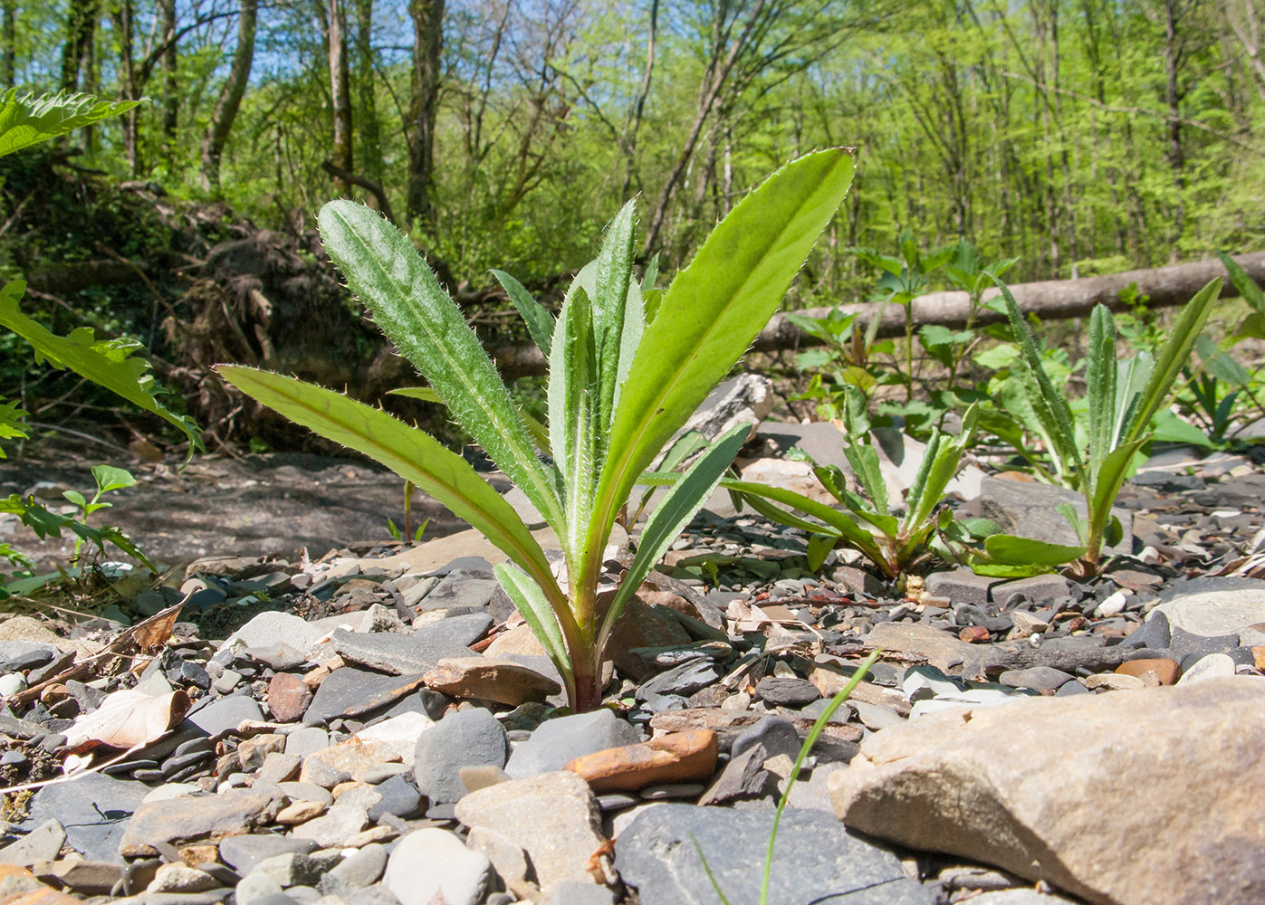 Image of genus Cirsium specimen.