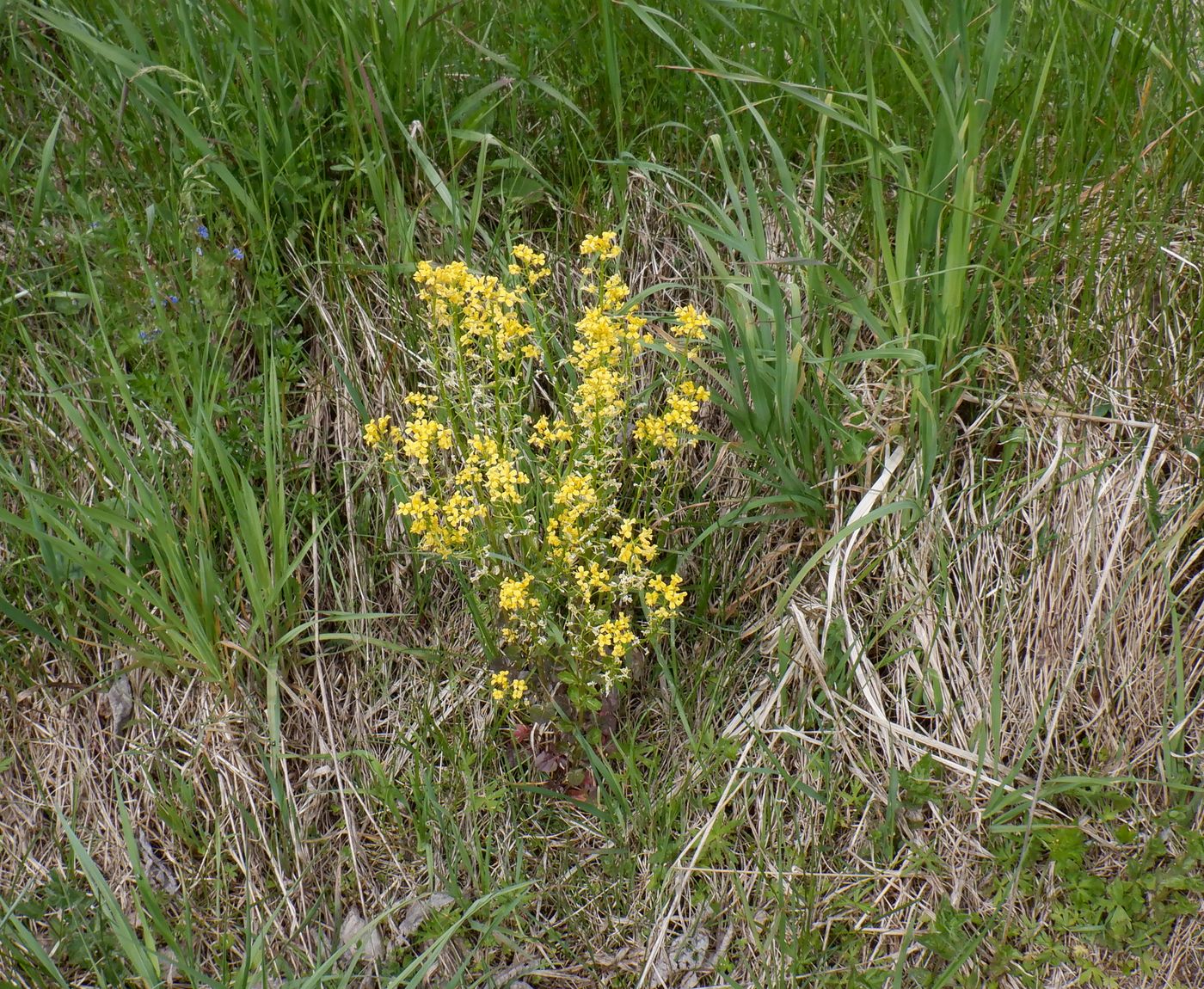 Image of Barbarea arcuata specimen.