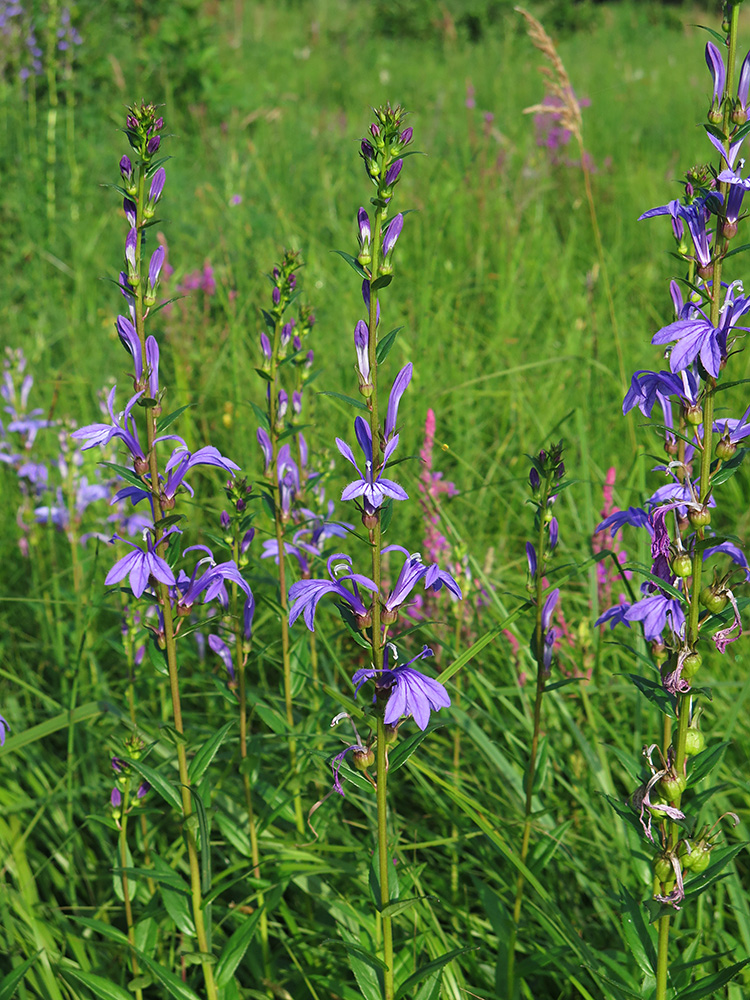Image of Lobelia sessilifolia specimen.