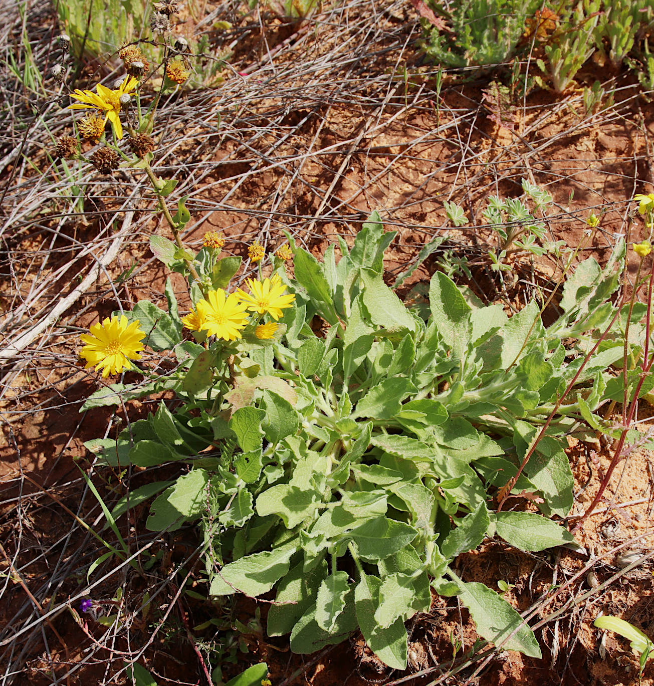 Image of Heterotheca subaxillaris specimen.