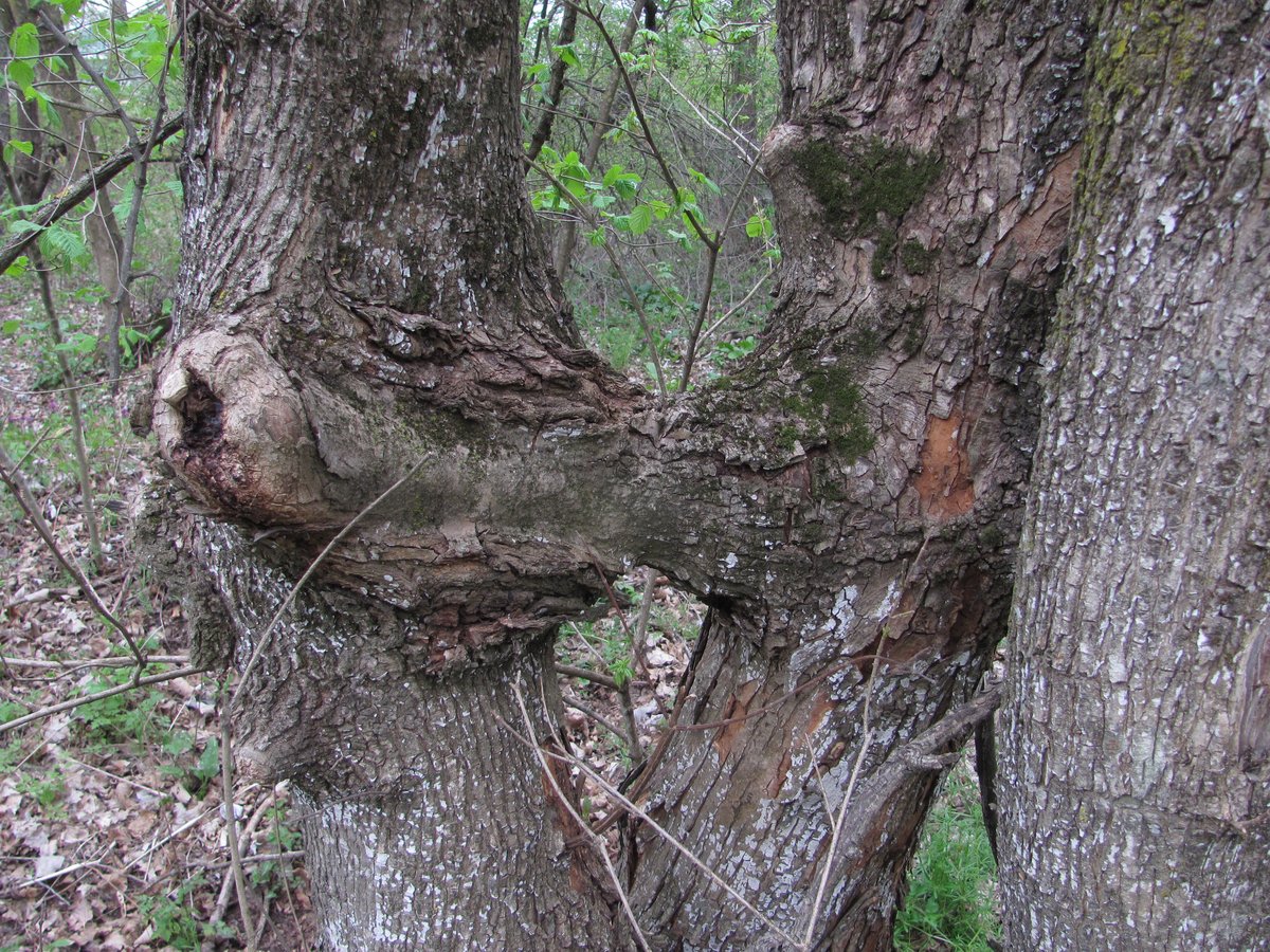 Image of Acer campestre specimen.