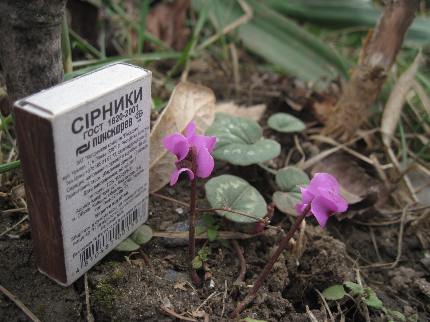 Изображение особи Cyclamen coum.