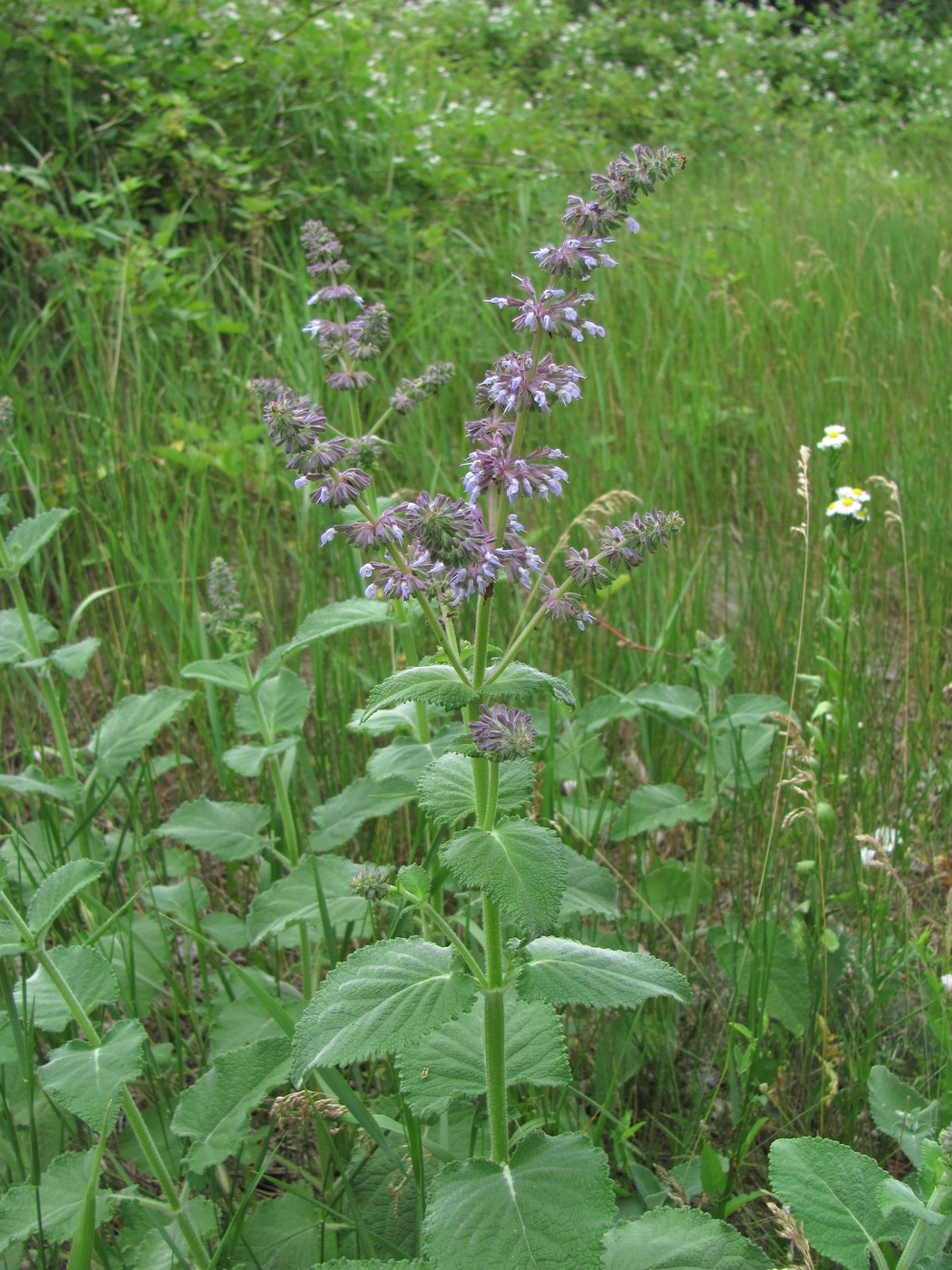 Изображение особи Salvia verticillata.