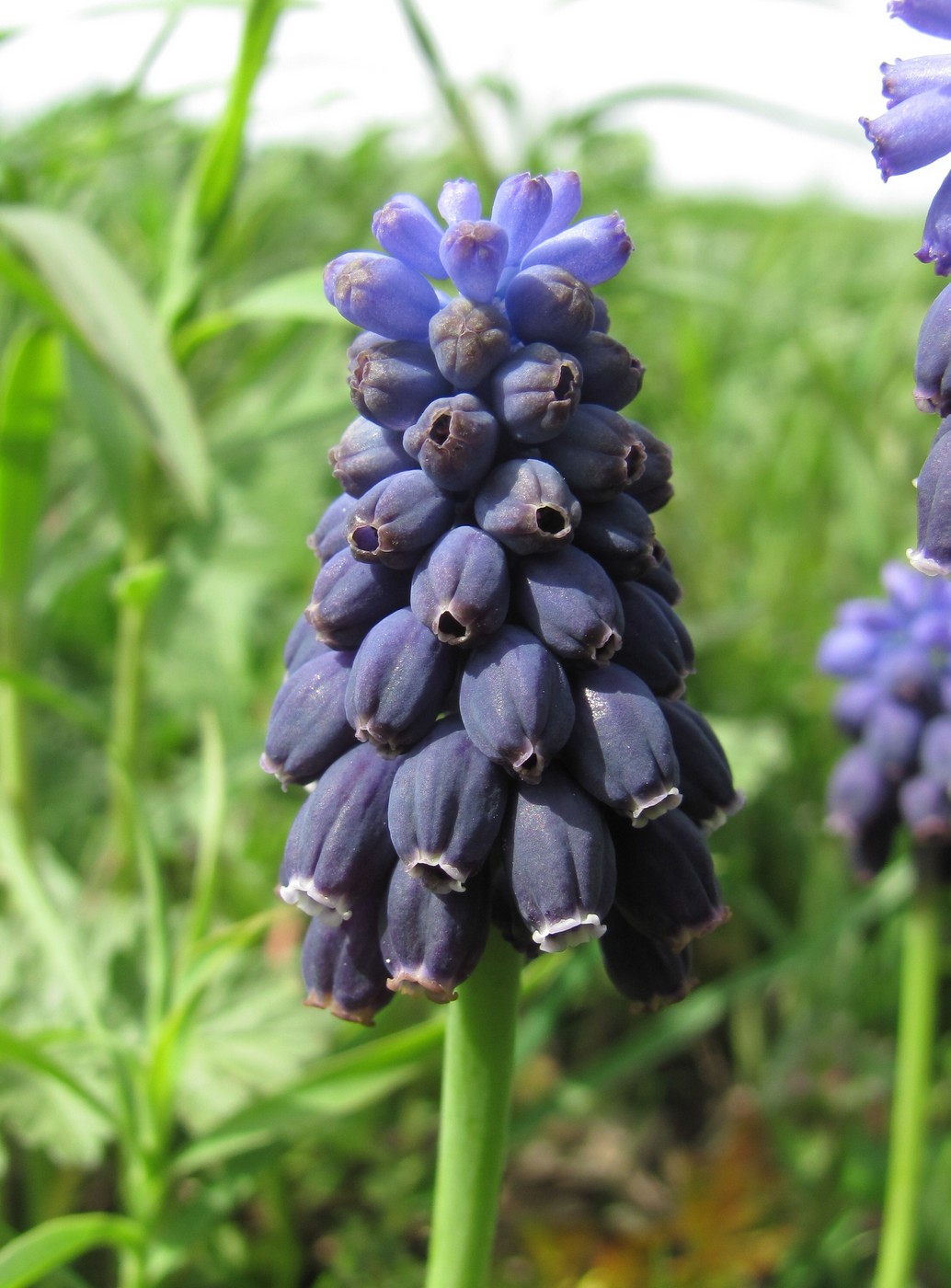 Изображение особи Muscari neglectum.