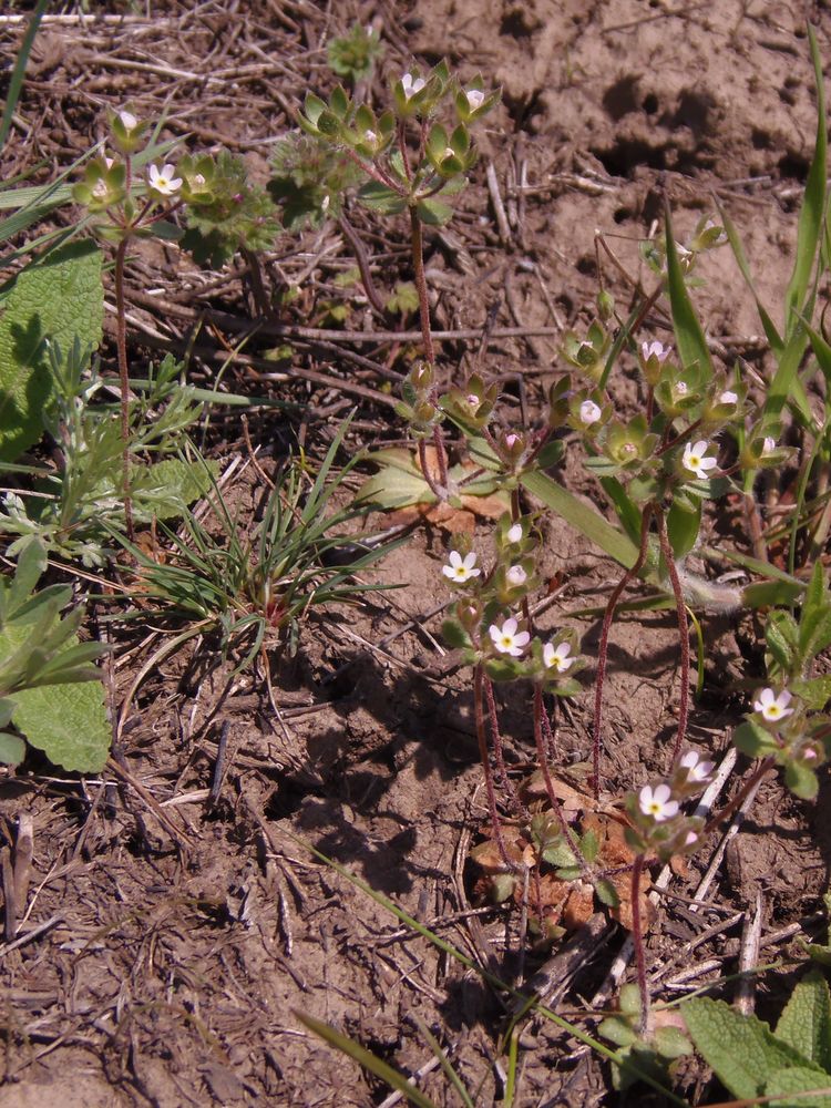 Image of Androsace maxima specimen.