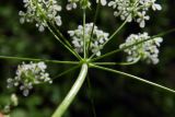 Anthriscus sylvestris