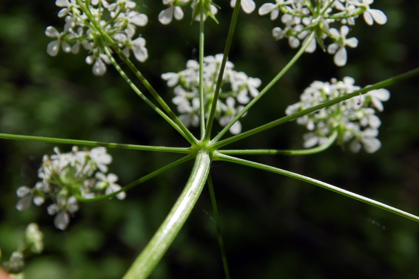 Изображение особи Anthriscus sylvestris.