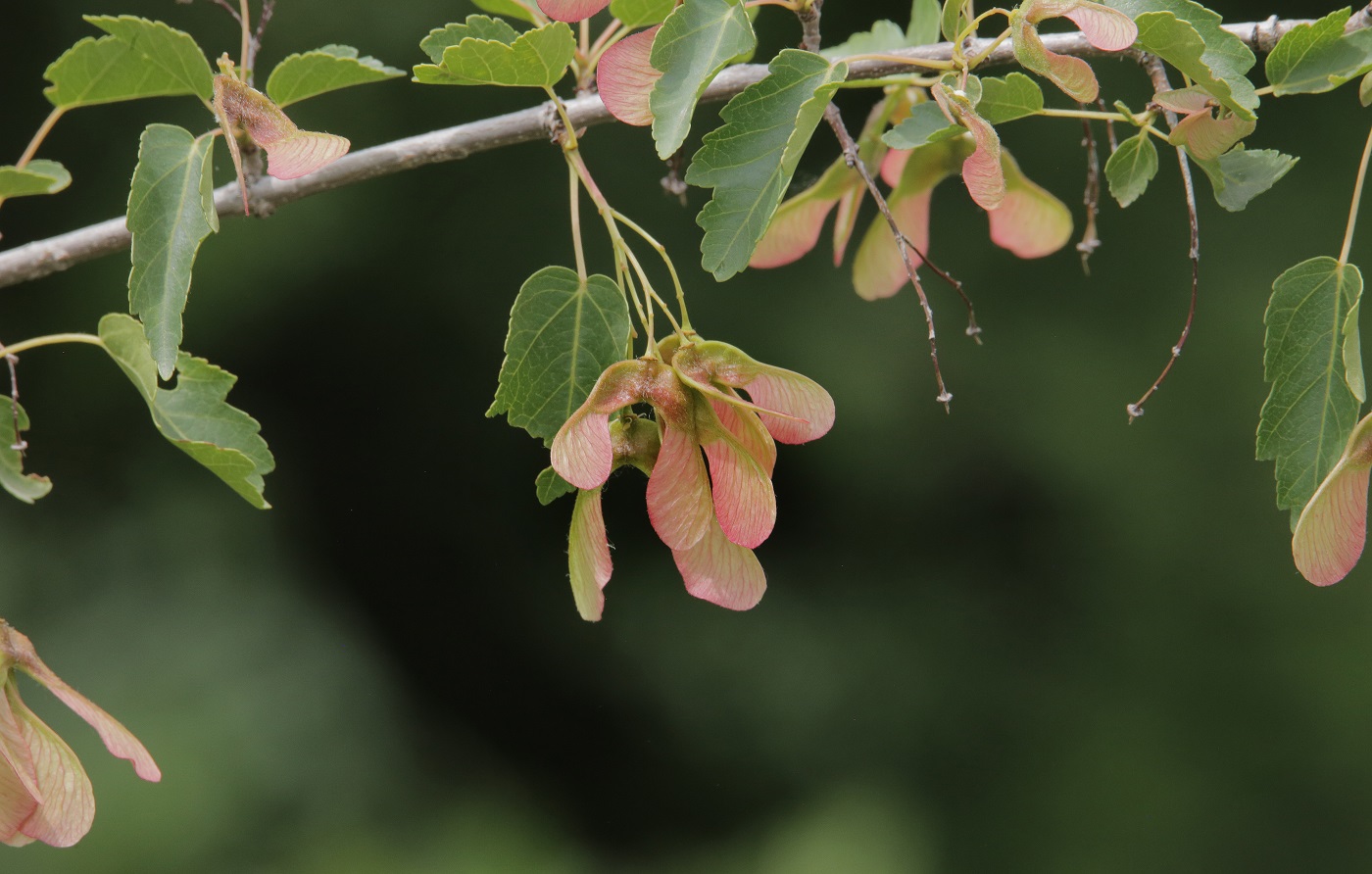 Image of Acer semenovii specimen.