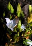 Lomatogonium carinthiacum