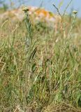 genus Achillea. Зацветающие растения. Крым, Керченский п-ов, Ленинский р-н, окр с. Осовины, мыс Газан, степь. 28.05.2021.