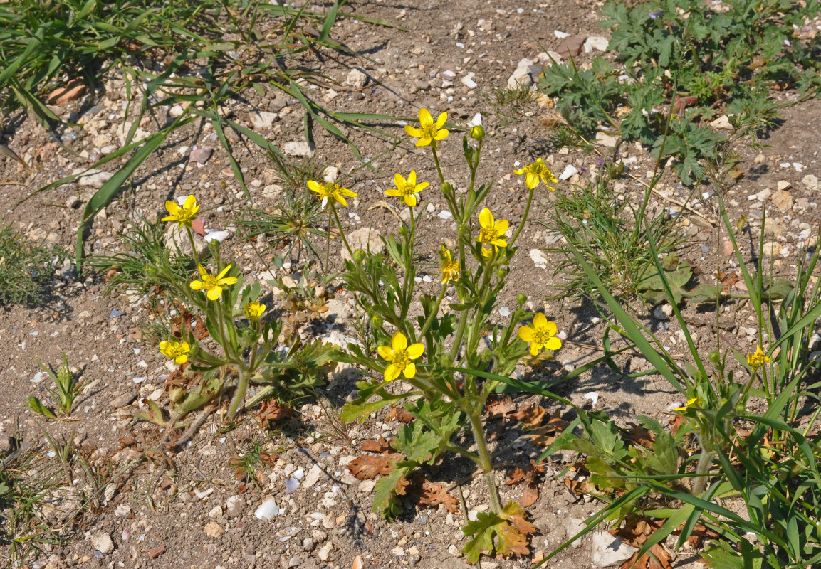 Image of Ranunculus oxyspermus specimen.