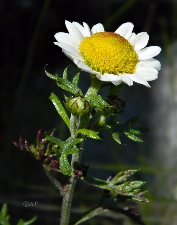 Изображение особи семейство Asteraceae.