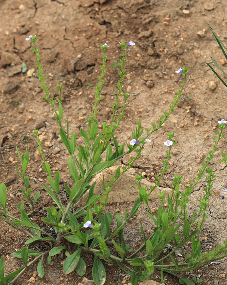 Image of Mazus stachydifolius specimen.