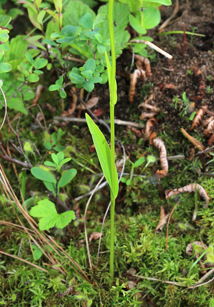 Изображение особи Platanthera tipuloides.