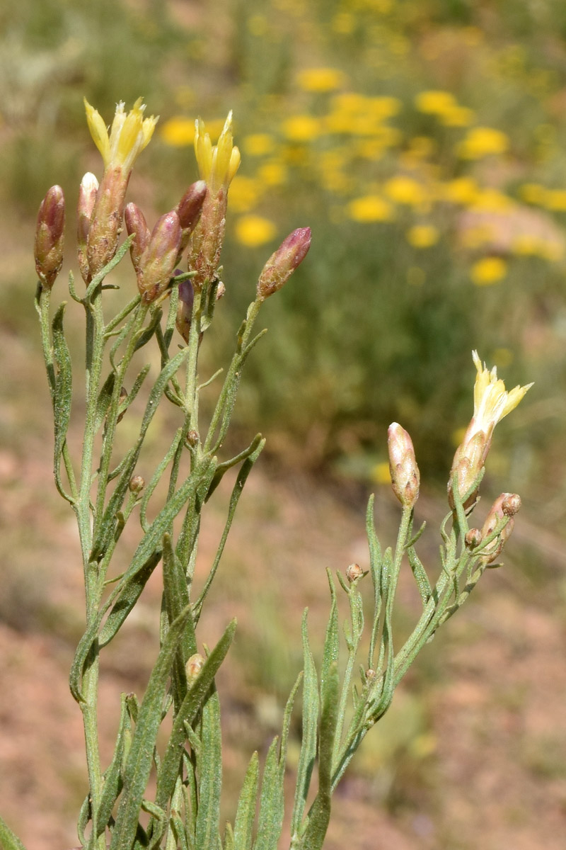 Image of Pseudolinosyris grimmii specimen.