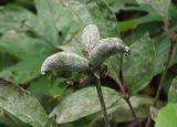 Paeonia obovata. Плод. Приморский край, Лазовский р-н, Лазовский заповедник, 1 км Ю кордона Америка. 17.08.2009.