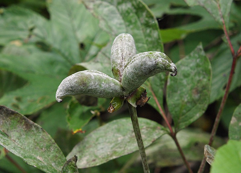 Image of genus Paeonia specimen.