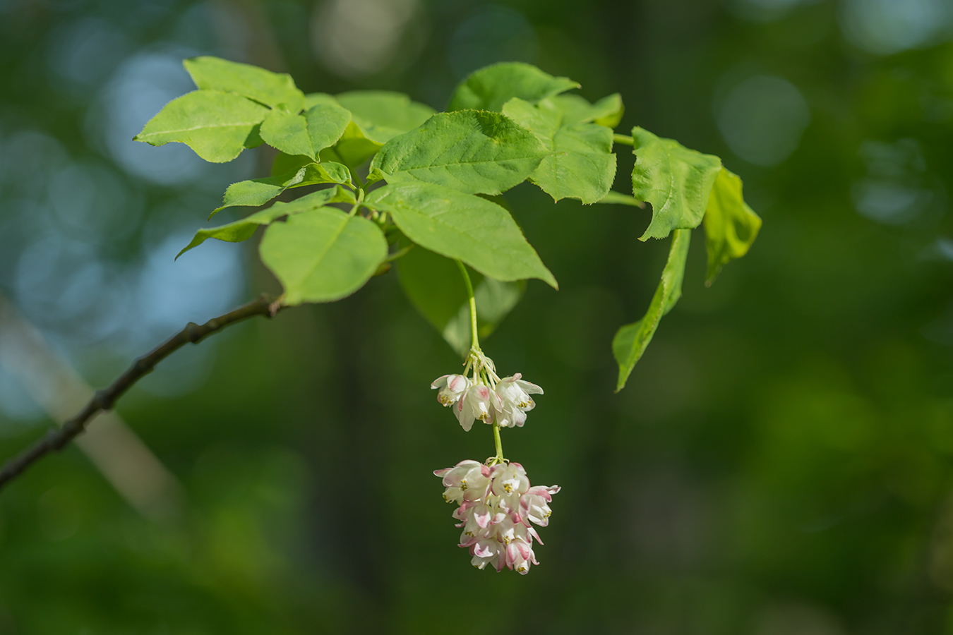 Image of Staphylea pinnata specimen.