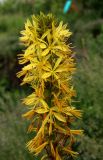 Asphodeline lutea