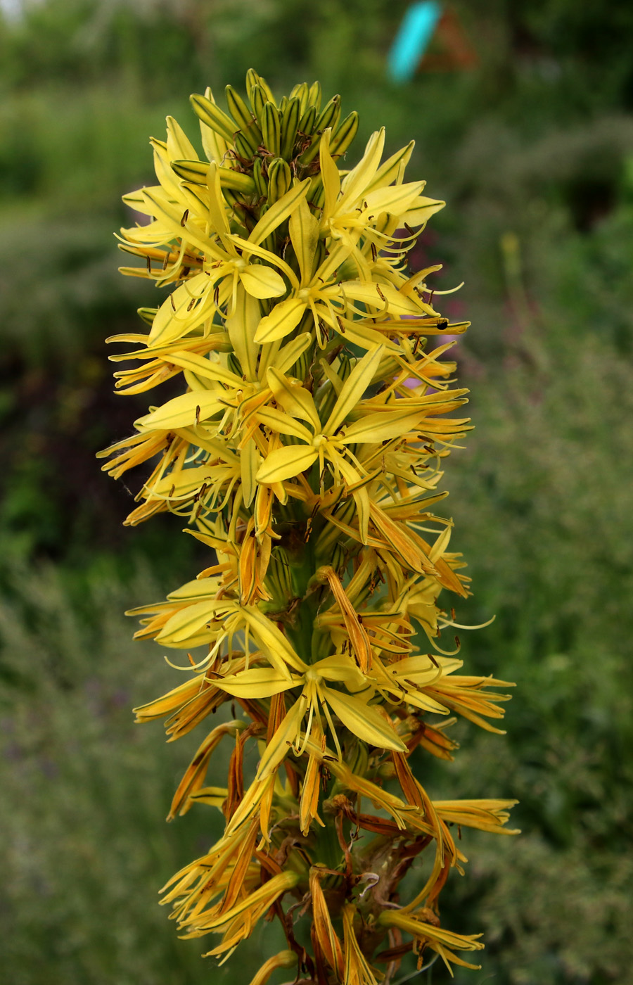 Изображение особи Asphodeline lutea.