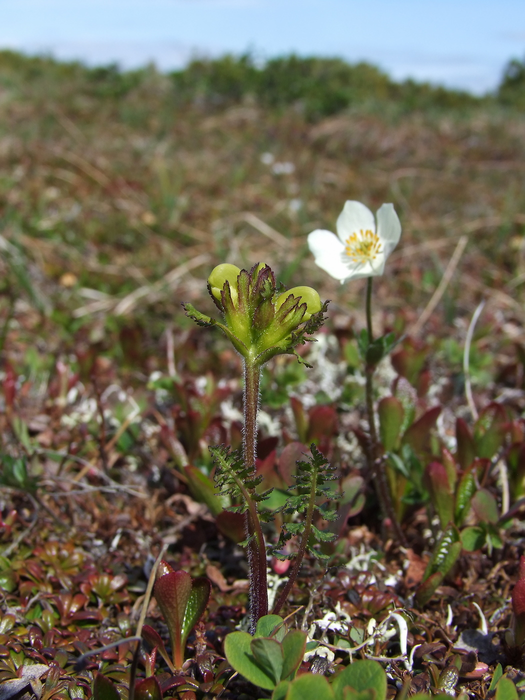 Image of Pedicularis capitata specimen.