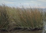 Schoenoplectus lacustris