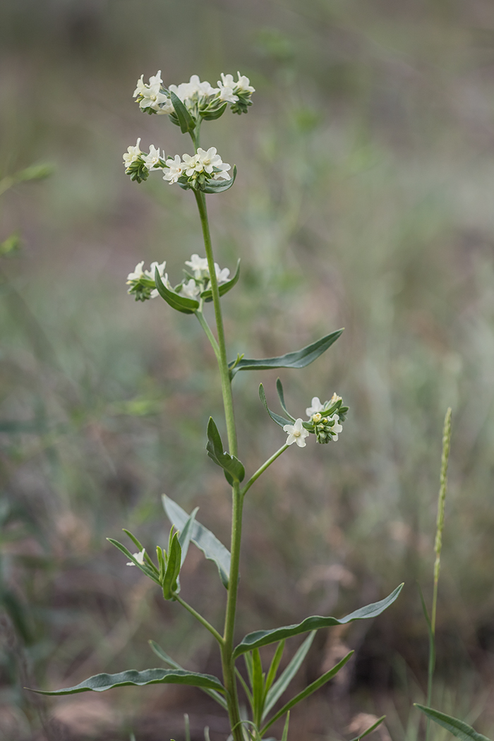 Image of Anchusa popovii specimen.