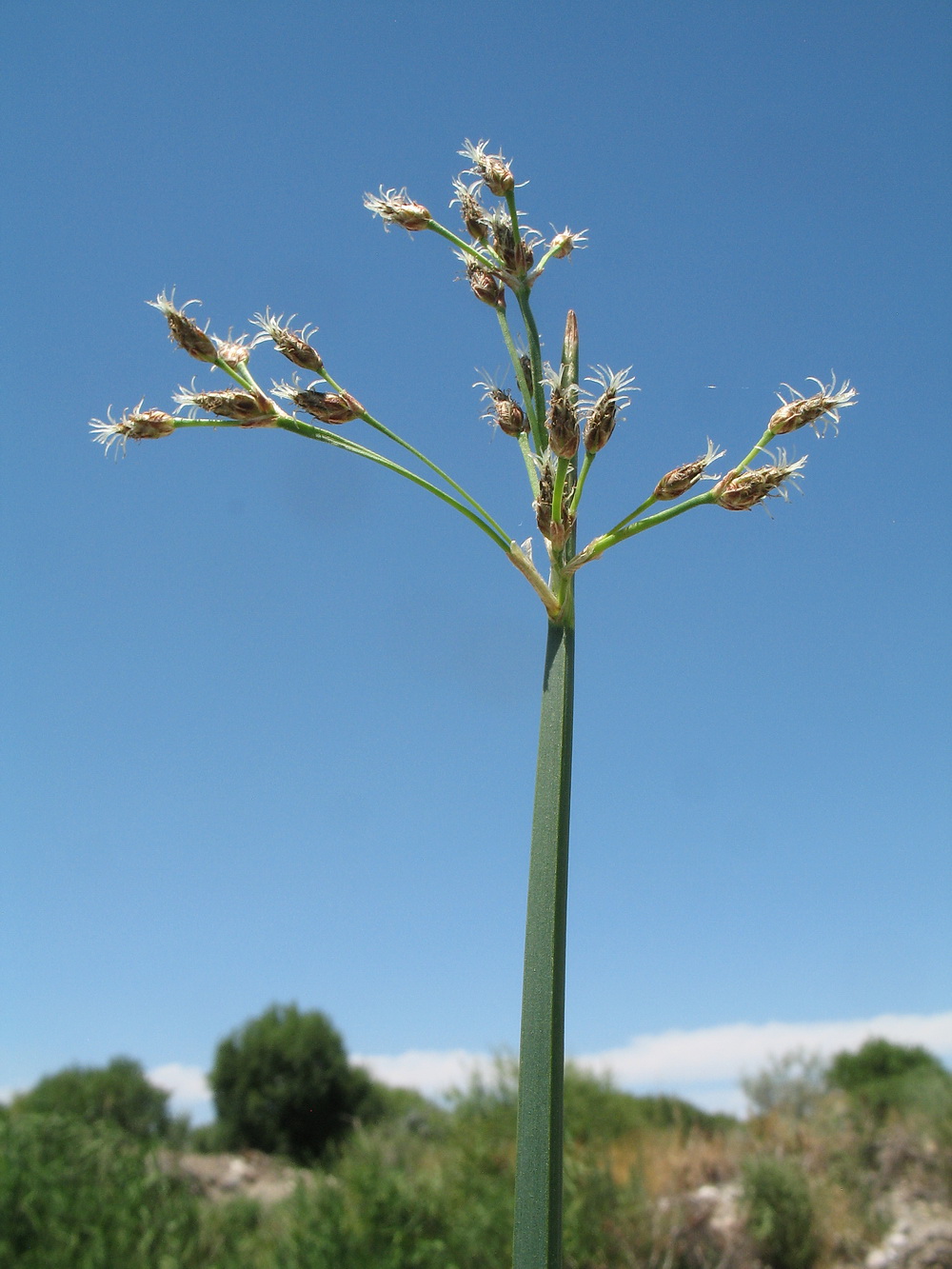 Image of Schoenoplectus triqueter specimen.