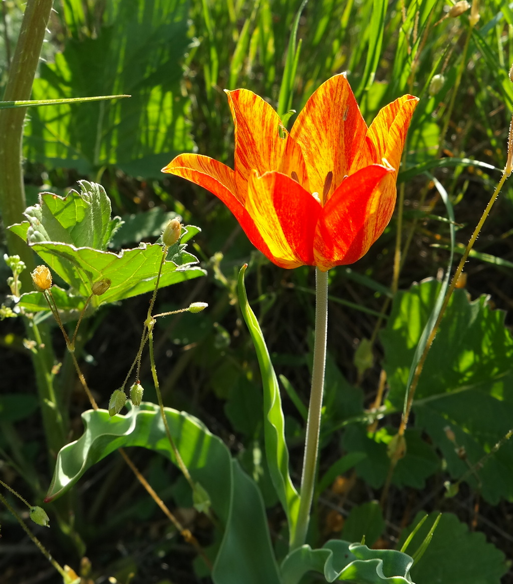 Изображение особи Tulipa suaveolens.