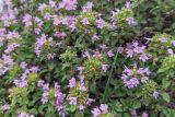 Thymus caucasicus. Верхушки цветущих и плодоносящих побегов. Республика Северная Осетия-Алания, Алагирский р-н, Большой Кавказ, Скалистый хребет, южный склон в р-не Ходского перевала, ≈ 2120 м н.у.м., субальпийский луг. 01.07.2021.