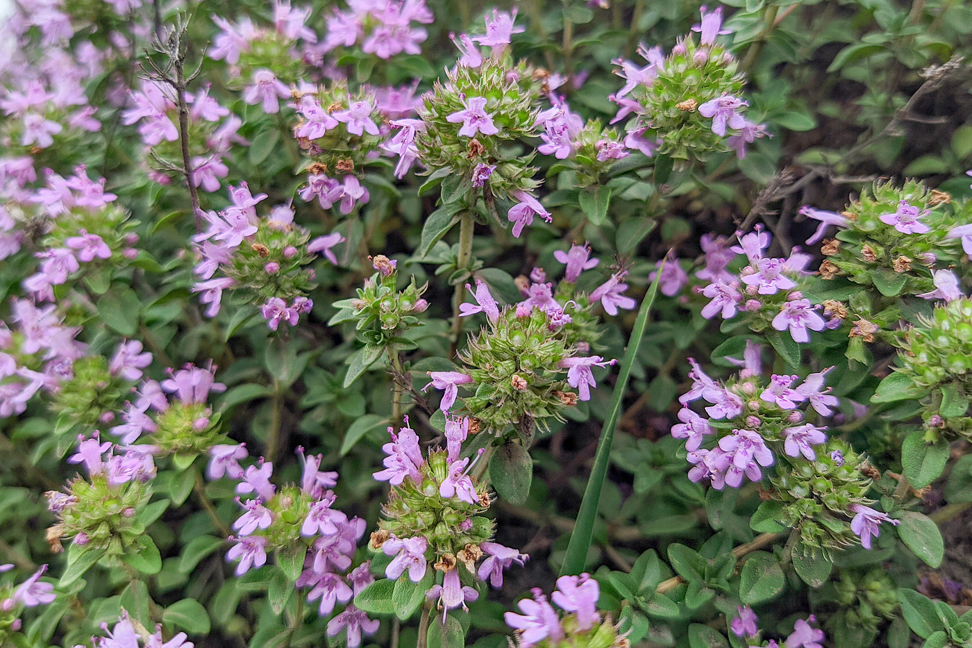 Изображение особи Thymus caucasicus.