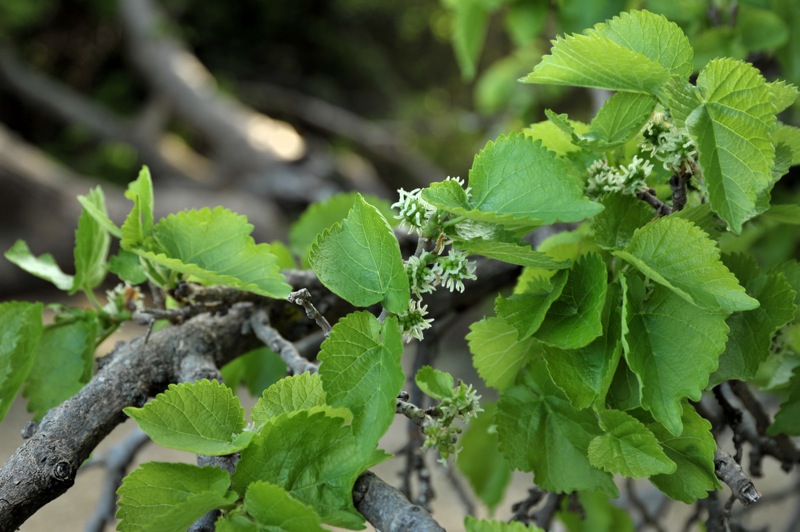 Image of Morus alba specimen.