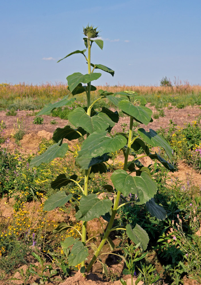 Изображение особи Helianthus annuus.