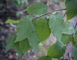 Betula alleghaniensis