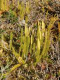 Lycopodium annotinum. Растение со стробилами. Мурманская обл., Кольский р-н, 17-й км Серебрянской дороги, окр. оз. Лапоть, кустарничковое берёзовое мелколесье. 20.09.2021.