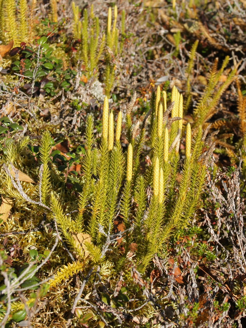 Image of Lycopodium annotinum specimen.