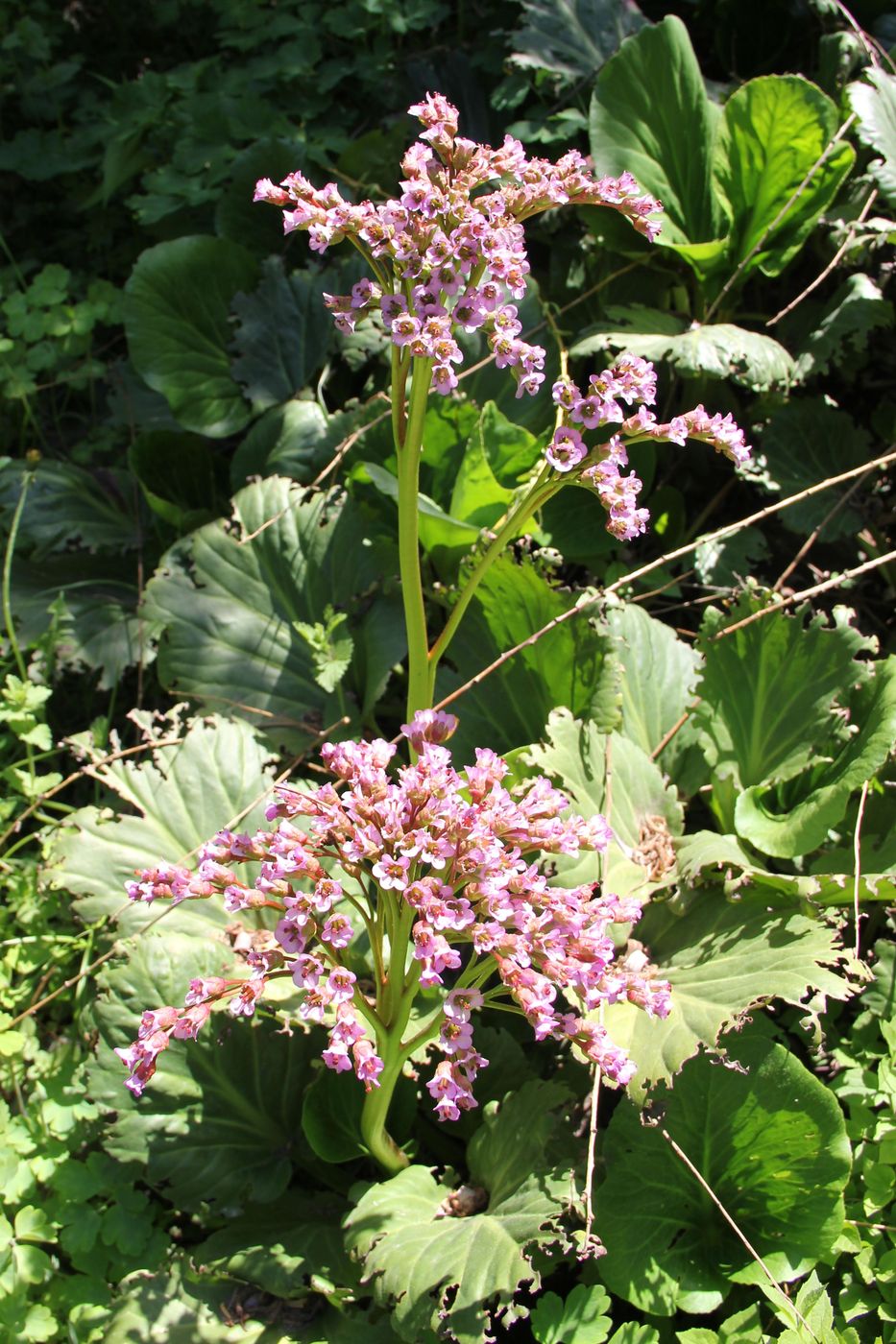 Image of Bergenia crassifolia specimen.