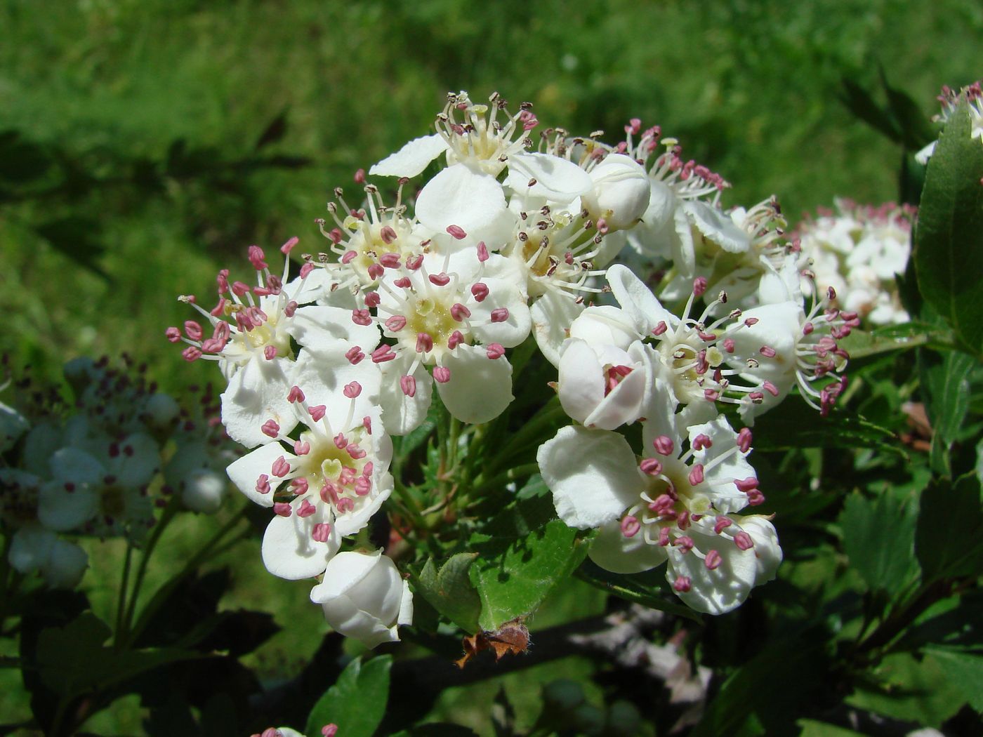 Image of Crataegus turkestanica specimen.