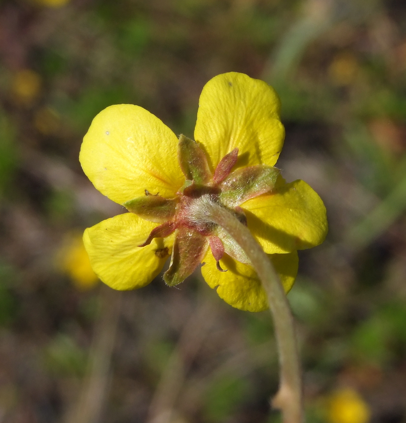 Image of Potentilla anserina ssp. groenlandica specimen.