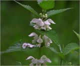 Lamium album