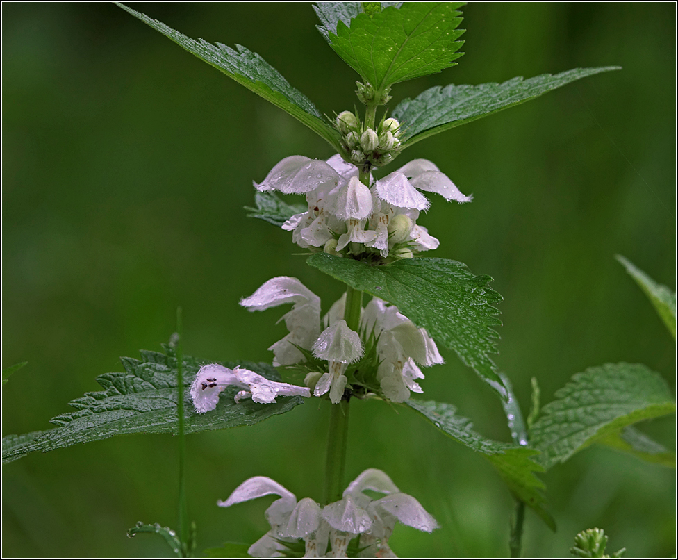 Image of Lamium album specimen.