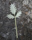 Potentilla kuznetzowii