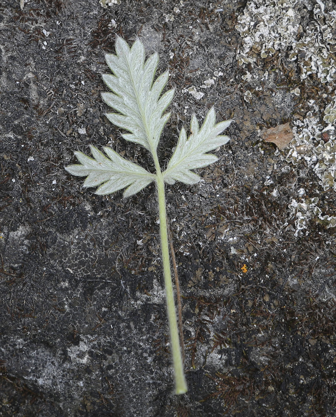 Изображение особи Potentilla kuznetzowii.