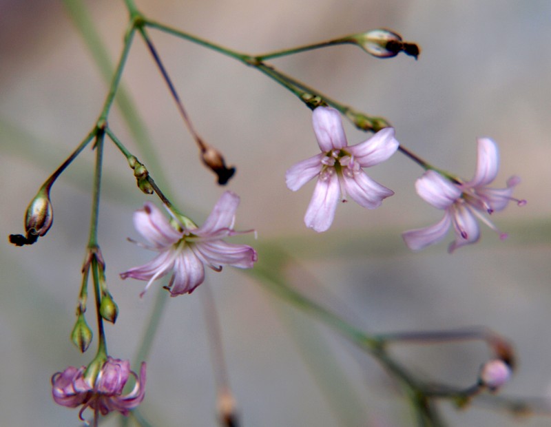 Изображение особи Gypsophila pacifica.