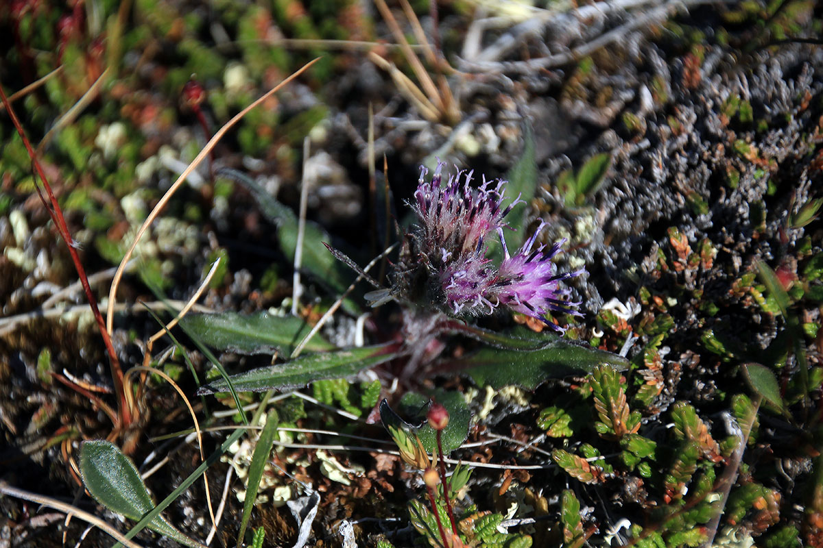 Изображение особи Saussurea tilesii.