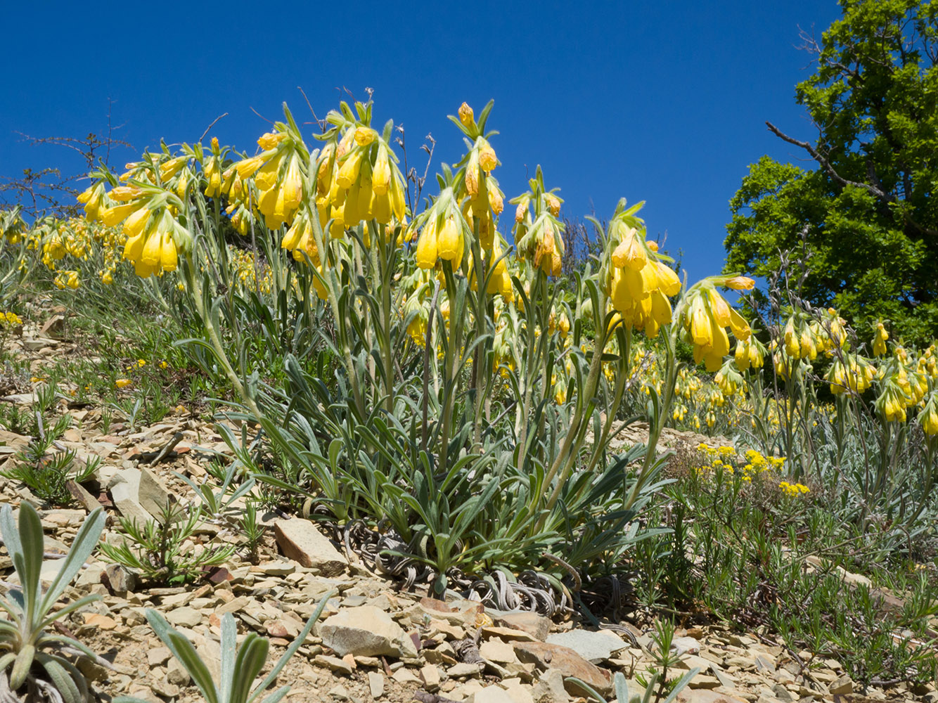 Image of Onosma taurica specimen.