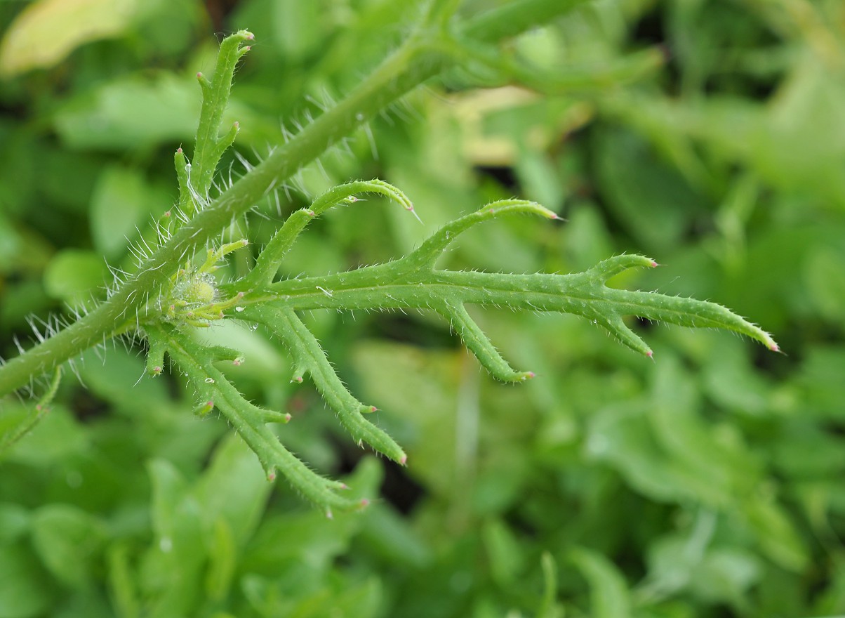 Image of Papaver stevenianum specimen.