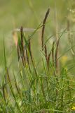 Calamagrostis epigeios. Верхушки растений с соцветиями. Ростовская обл., Белокалитвинский р-н, окр. хут. Какичев, степной склон. 28.05.2022.