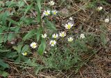 Anthemis ruthenica